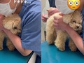 動物病院でワンコの体温をはかった瞬間……！　おしりへのインパクトに「!?」な表情をする姿が応援したくなる