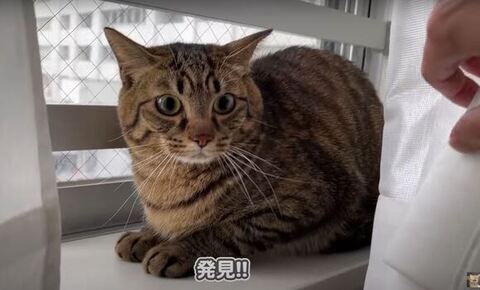 おめめ真ん丸なさもじくん