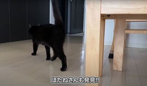 ほたねちゃん後ろ姿