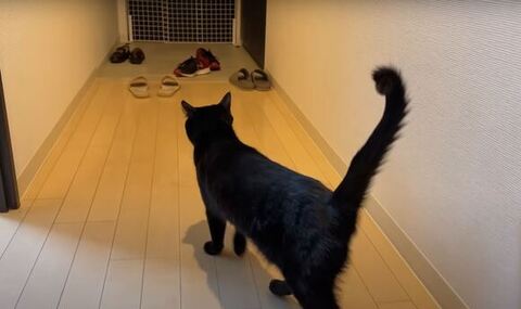 玄関を見るほたねちゃん