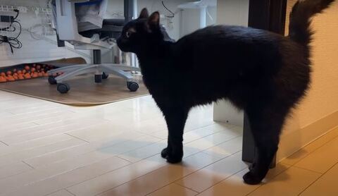 部屋をのぞくほたねちゃん