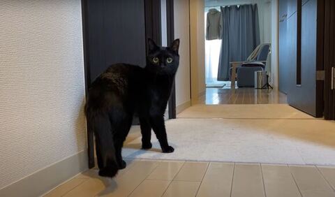 しっぽ下がってる