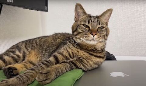 目をほそめるさもじくん