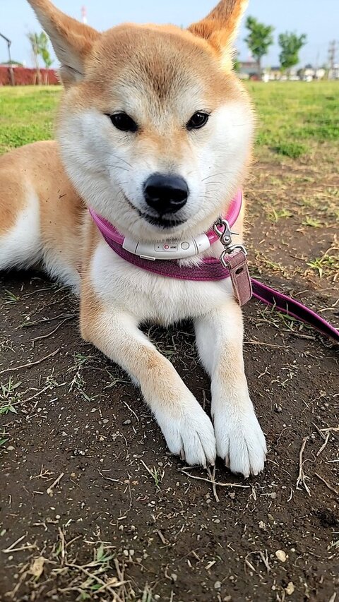 ニヤっとして伏せしてる