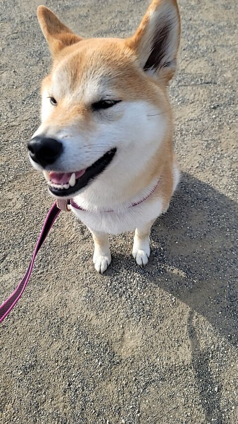 にんまりお座りしてる