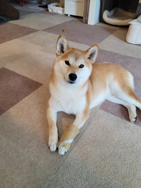 お手てにトイレットペーパーの芯