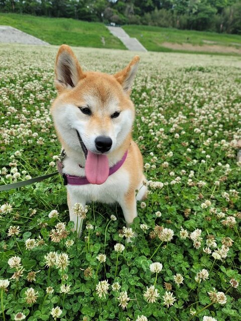シロツメクサと翼ちゃん