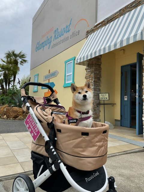 ベビーカーに乗ってる