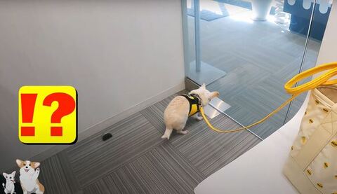 ガラスドアの前にいるコタロウくん