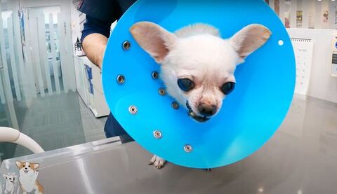 カラーをつけてるコタロウくん