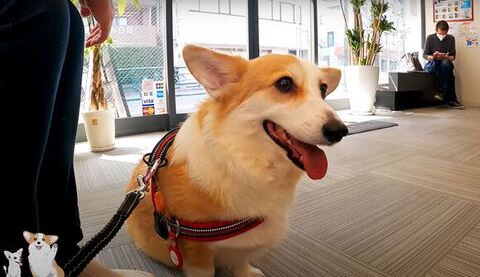 お座りしているつむぎちゃん