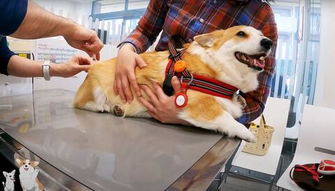 注射されてるつむぎちゃん