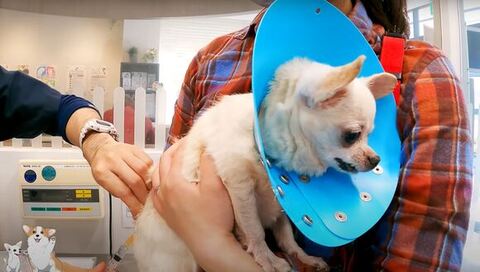 注射されてるコタロウくん