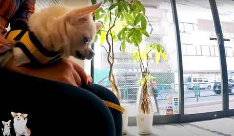 小太郎くん横顔