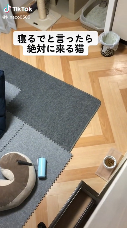寝るよと言ったらねこ