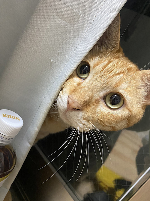 ちら見せきなこくん