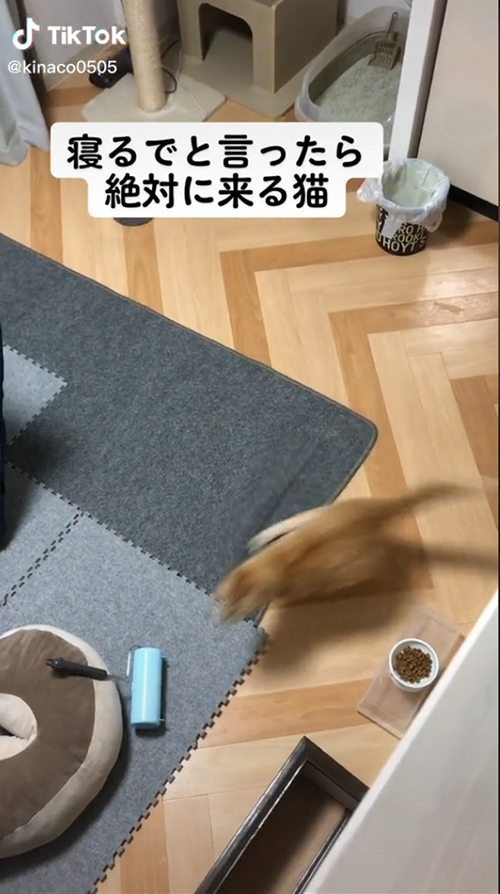 走ってきたきなこくん