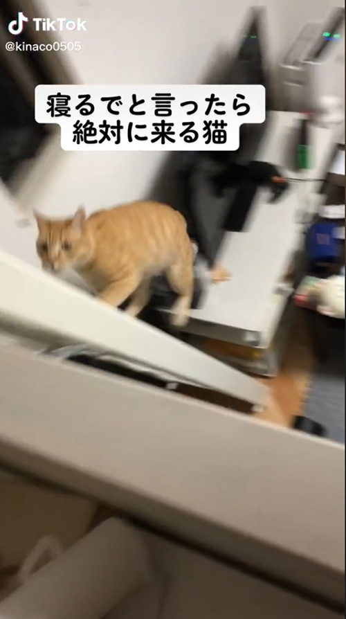 駆けあがるきなこくん