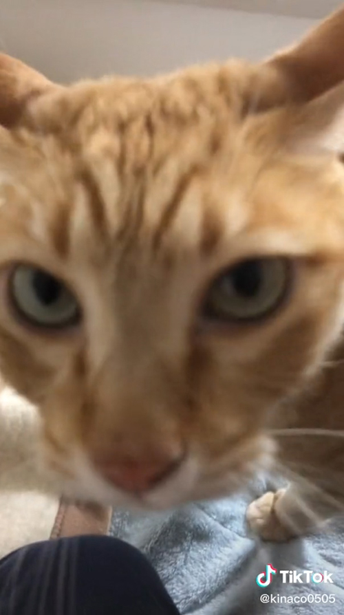 きなこくんドアップ