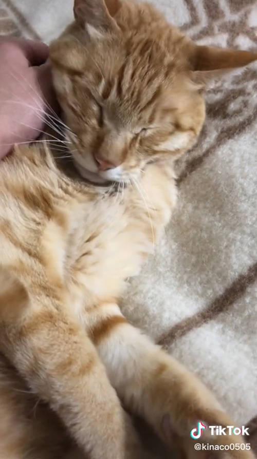 目つぶりきなこくん