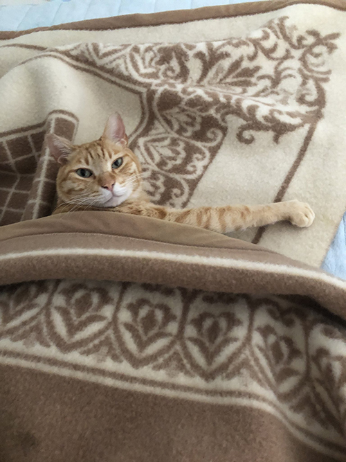 腕枕きなこくん