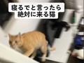 飼い主「寝るでー」→猫「一緒に寝るー!!」　マッハダッシュでベッドに来る元保護猫が甘えん坊でかわいい