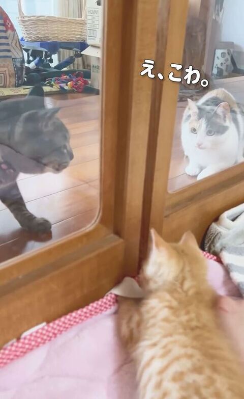 こはるちゃん警戒してる