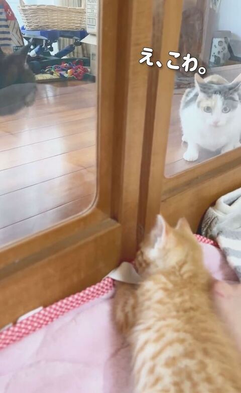 こはるちゃんイカ耳