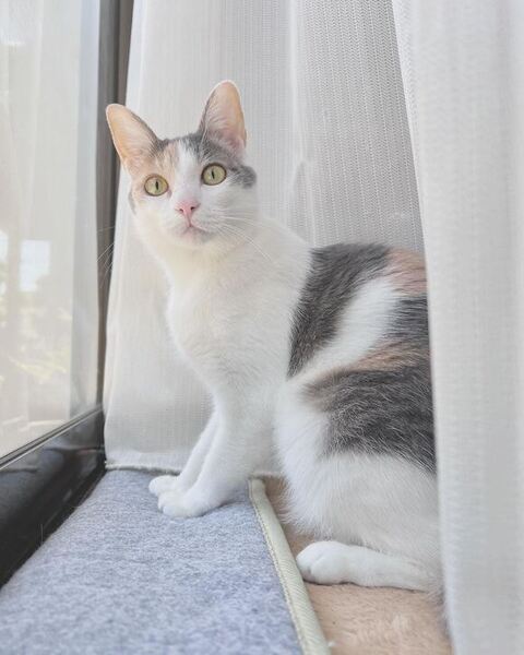 窓際のこはるちゃん