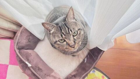 飼い主さんを見上げるえるくん