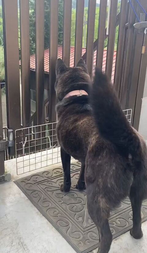 しっぽ立たせて車見てる