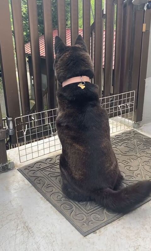 お座りしてるしっぽ右側