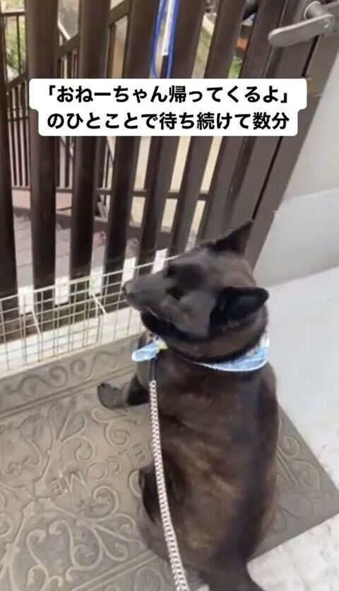 振り返るはなちゃん