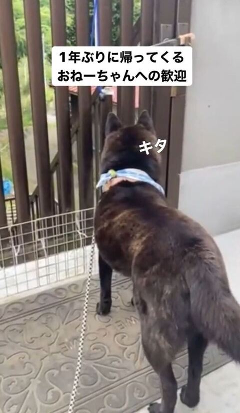 4足で立ってのぞいてる