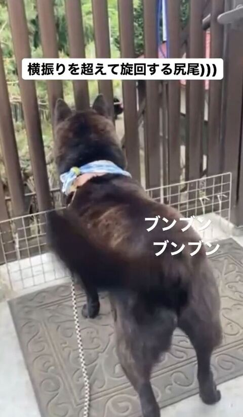 しっぽぶんぶん旋回