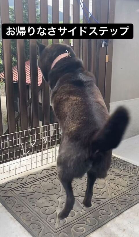 ジャンプしてる