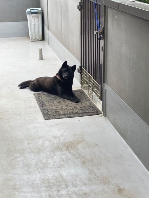 門前で待つはなちゃん