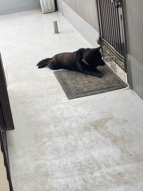 門前で待つはなちゃん