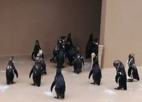 出口付近ペンギン寄り