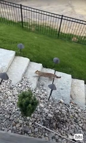 階段をかけのぼる母猫