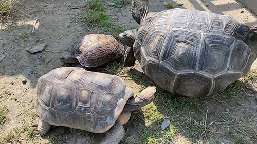 横になったゾウガメさん