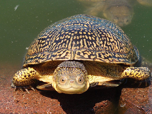 ブランディングガメさん