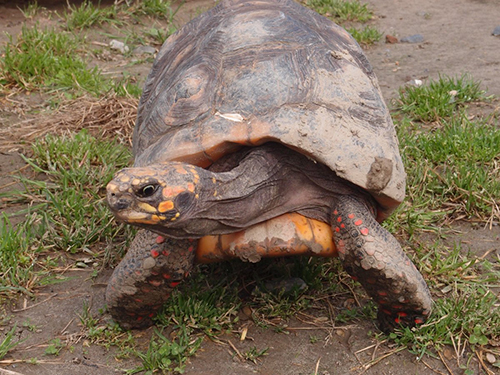 アカアシガメさん