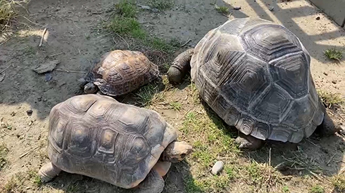 戻れたゾウガメさん