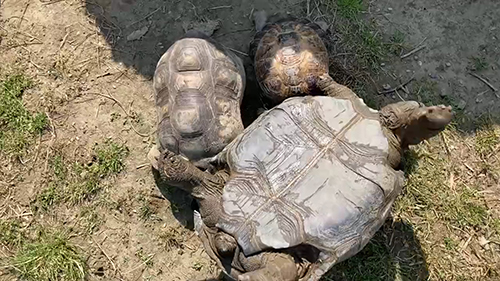 アフガンホルスフィールドリクガメ