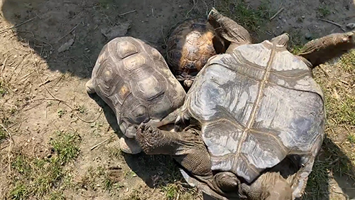 押すアカアシガメさん