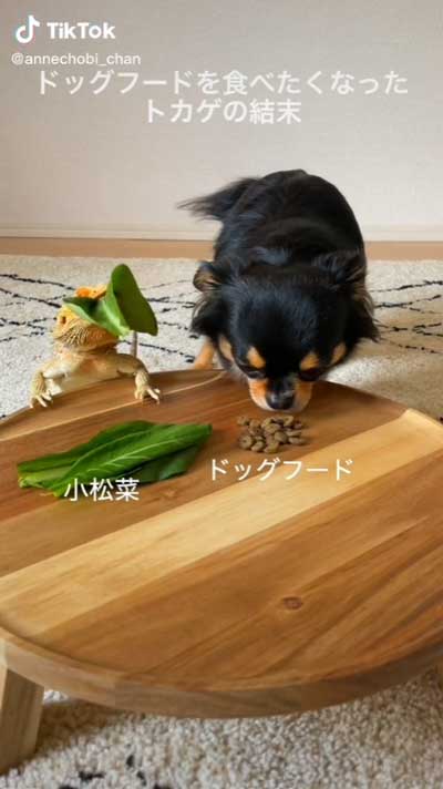 犬とトカゲがゴハン中