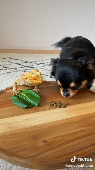 ドッグフードが気になるトカゲ