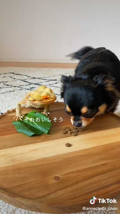 ドッグフードが気になるトカゲ