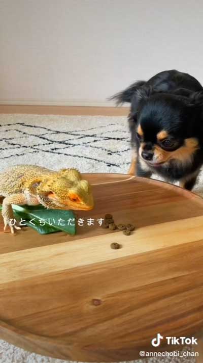 ドッグフードを食べるトカゲ